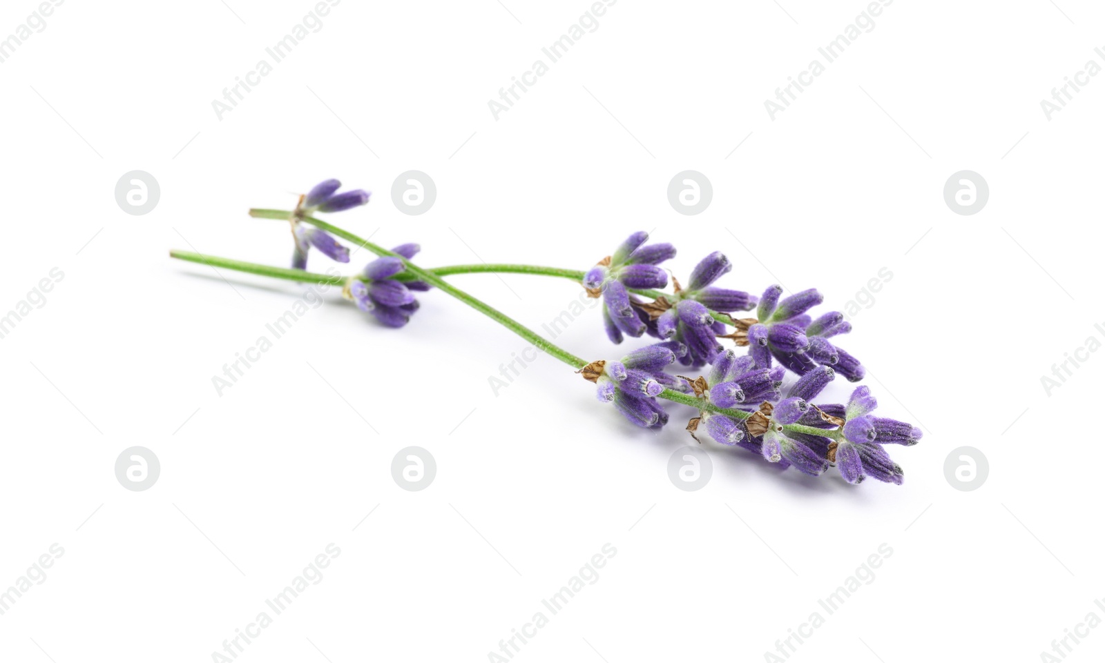 Photo of Beautiful blooming lavender flowers on white background