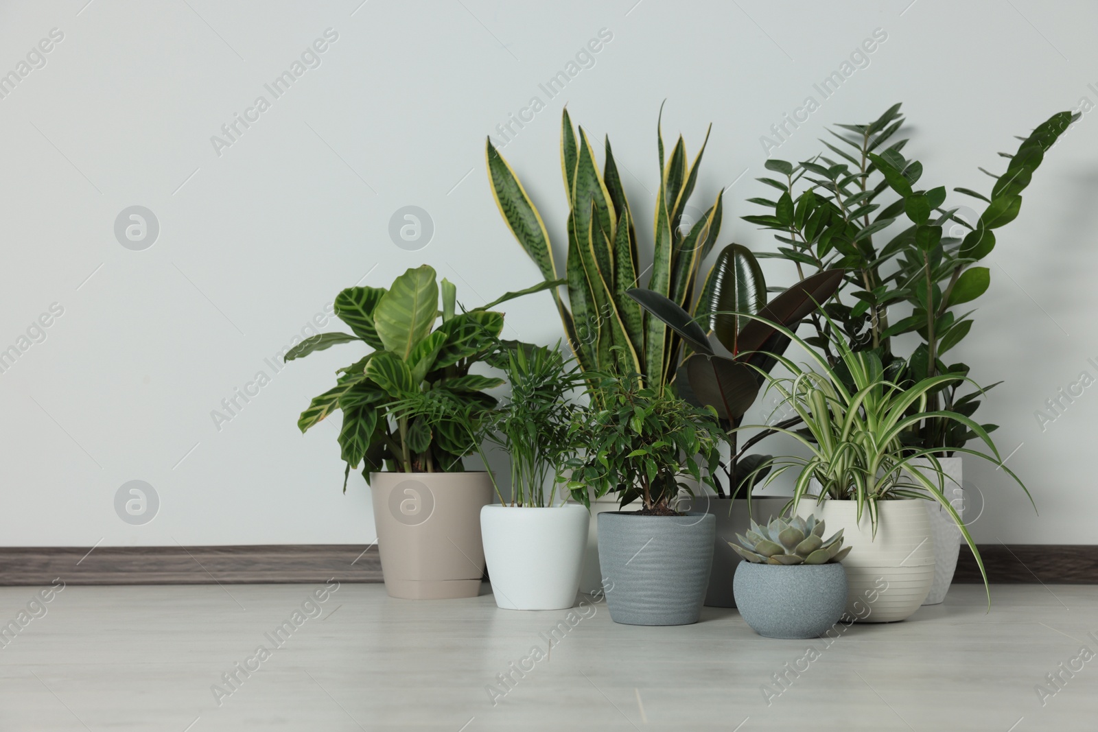 Photo of Collection of beautiful houseplants on floor near light wall. Space for text