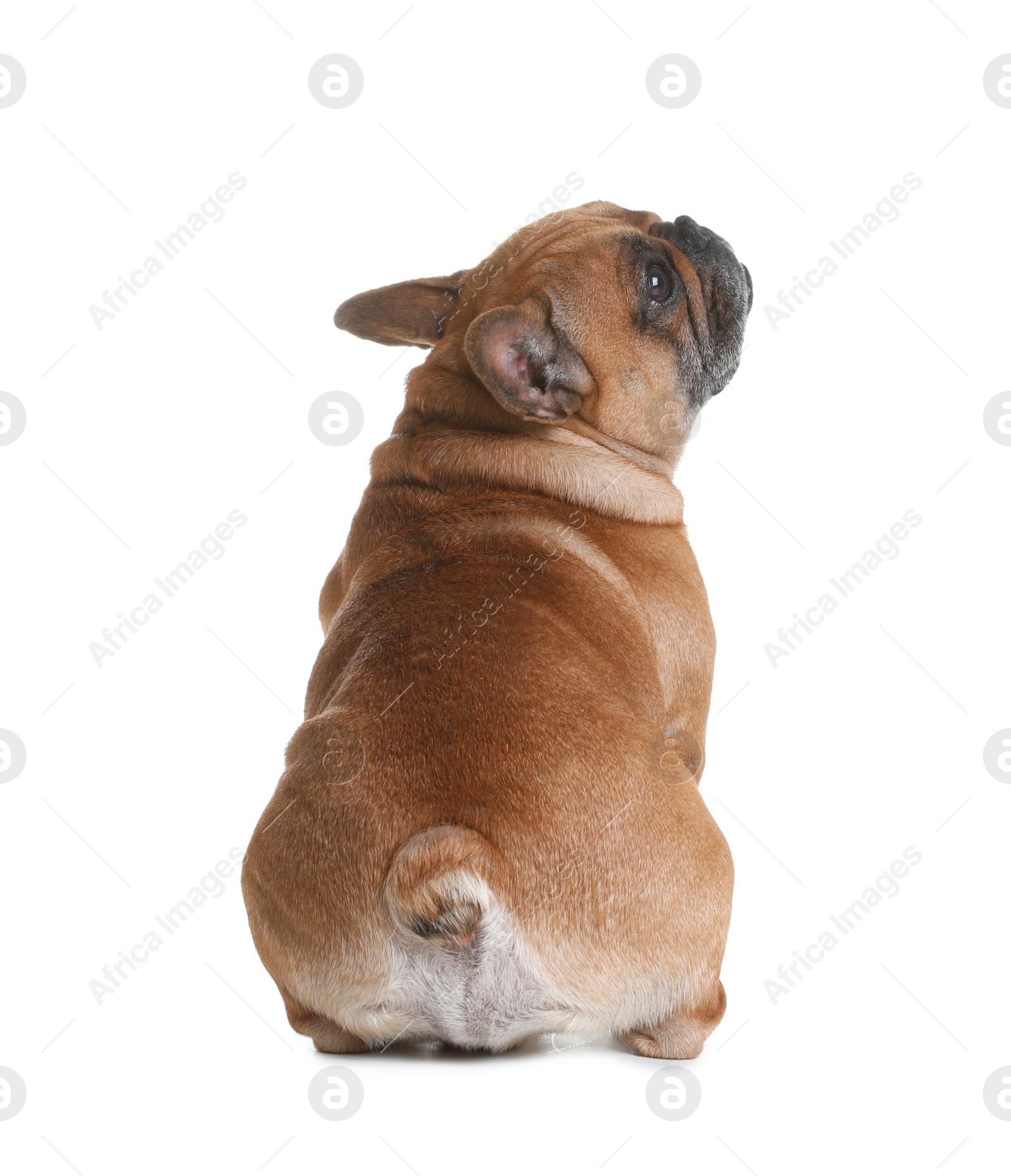 Photo of Cute French bulldog on white background. Funny pet