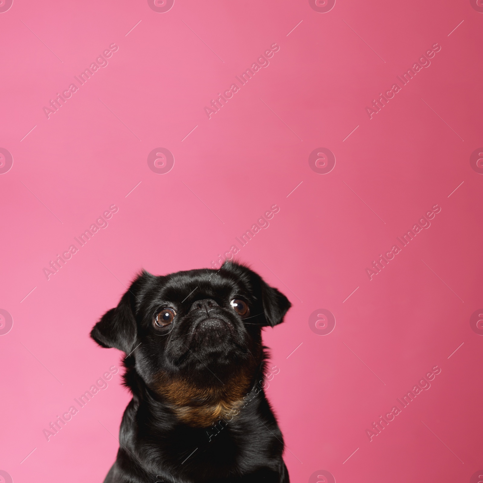 Photo of Adorable black Petit Brabancon dog on pink background, space for text