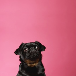 Adorable black Petit Brabancon dog on pink background, space for text