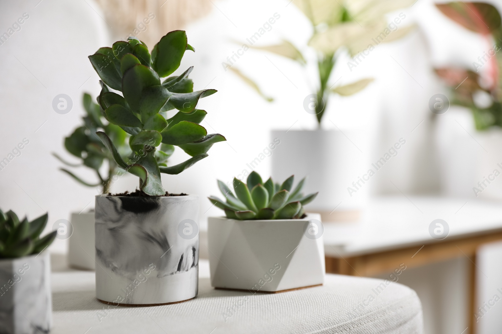 Photo of Beautiful succulents on chair indoors, closeup. Interior decoration