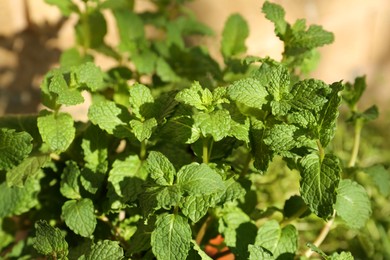Photo of Fresh green mint outdoors on sunny day, closeup