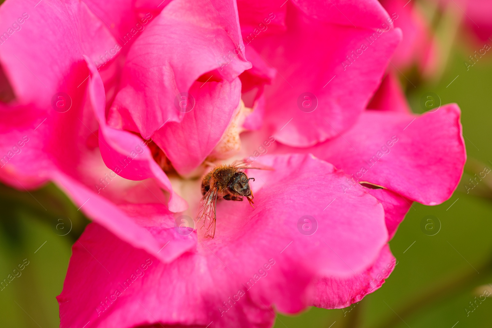 Photo of Honeybee collecting pollen from beautiful flower outdoors, closeup