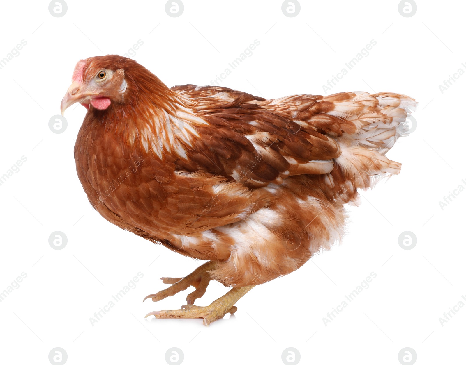 Photo of Beautiful chicken on white background. Domestic animal