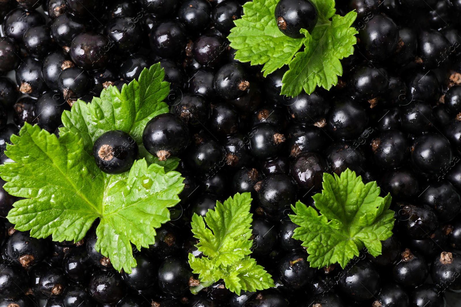 Photo of Many ripe blackcurrants and leaves as background, closeup