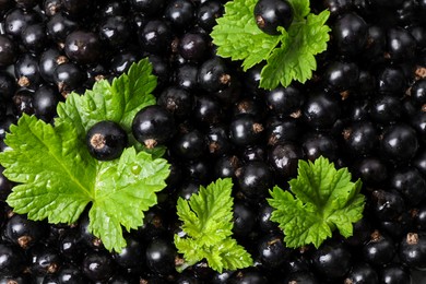 Many ripe blackcurrants and leaves as background, closeup