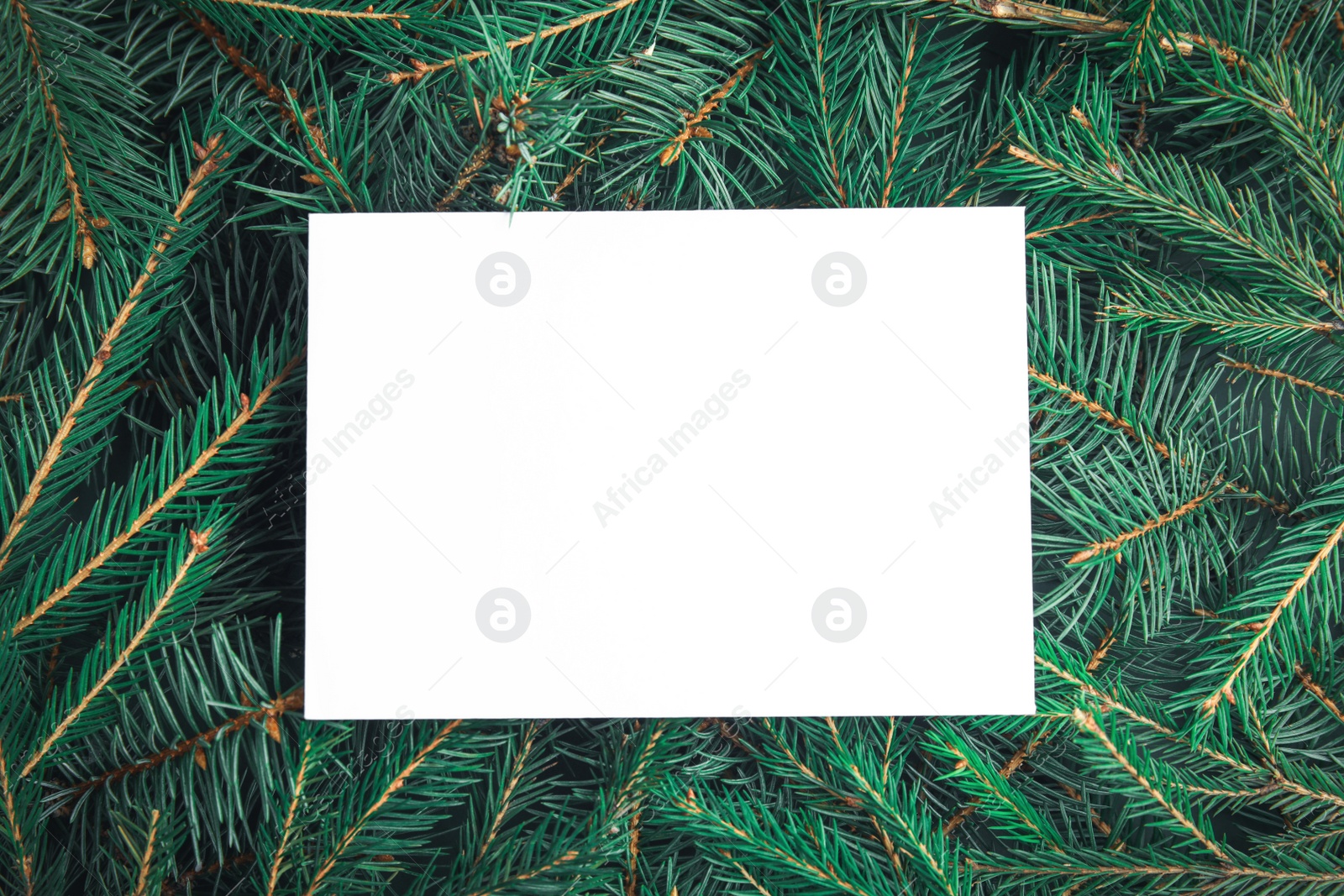 Photo of Blank card on Christmas tree branches as background, top view. Space for text