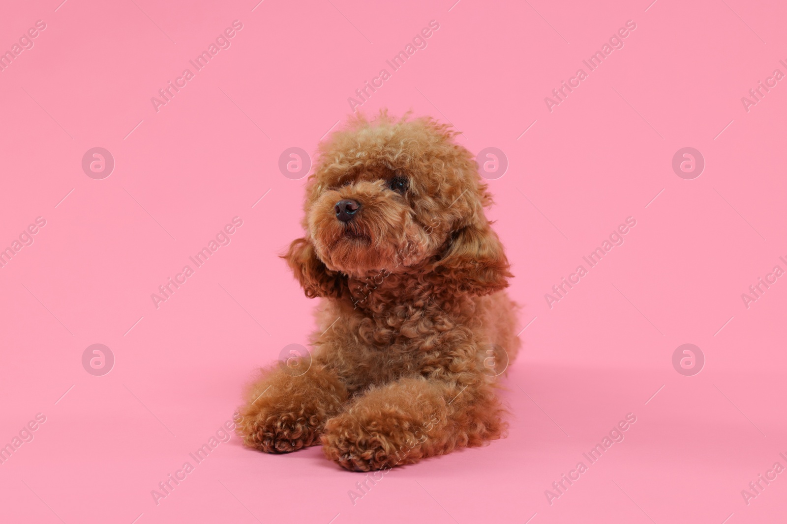 Photo of Cute Maltipoo dog on pink background. Lovely pet