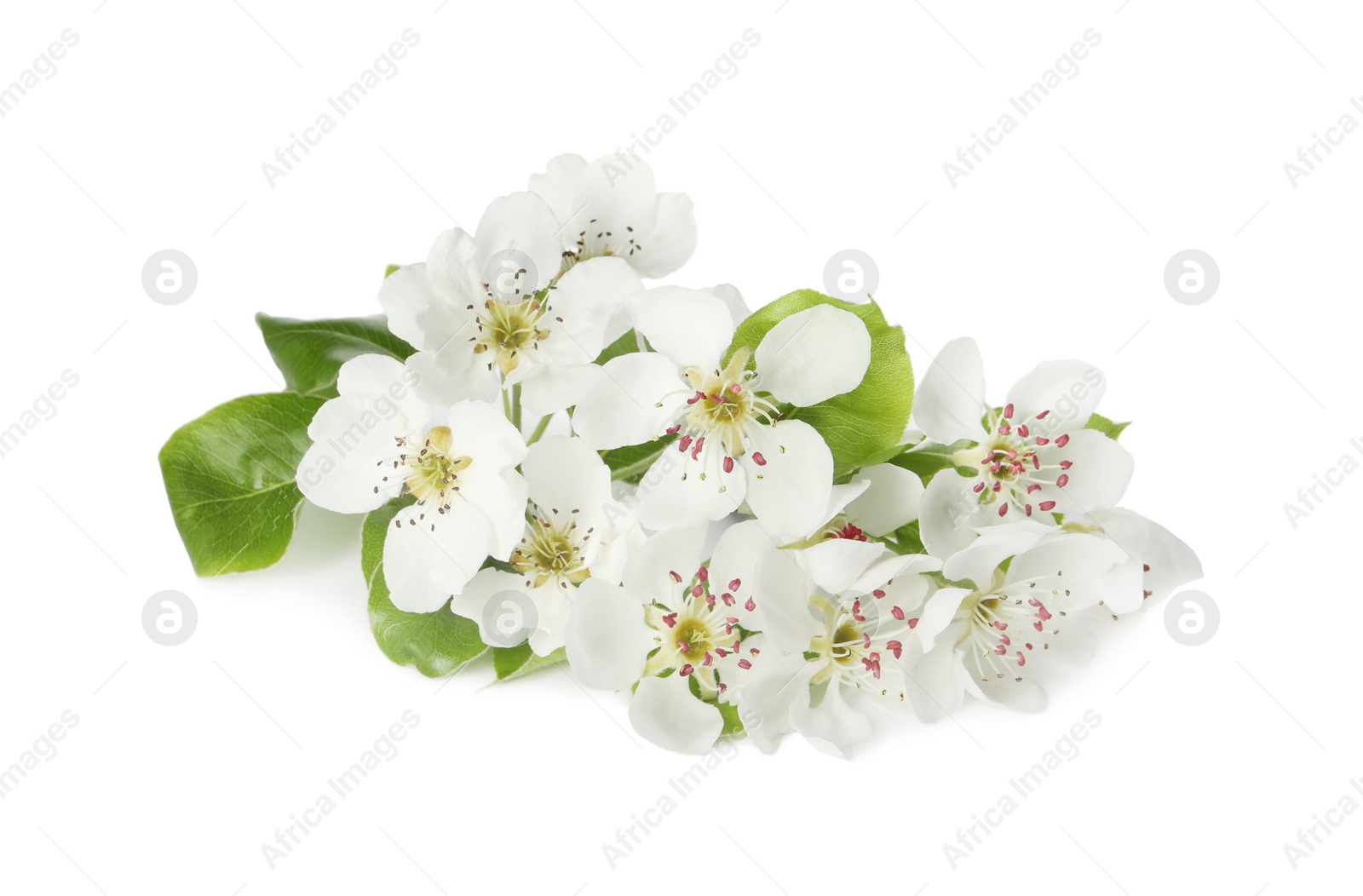 Photo of Beautiful flowers of blossoming pear tree on white background