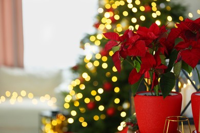 Photo of Potted poinsettias and festive decor in room, closeup with space for text. Christmas traditional flower