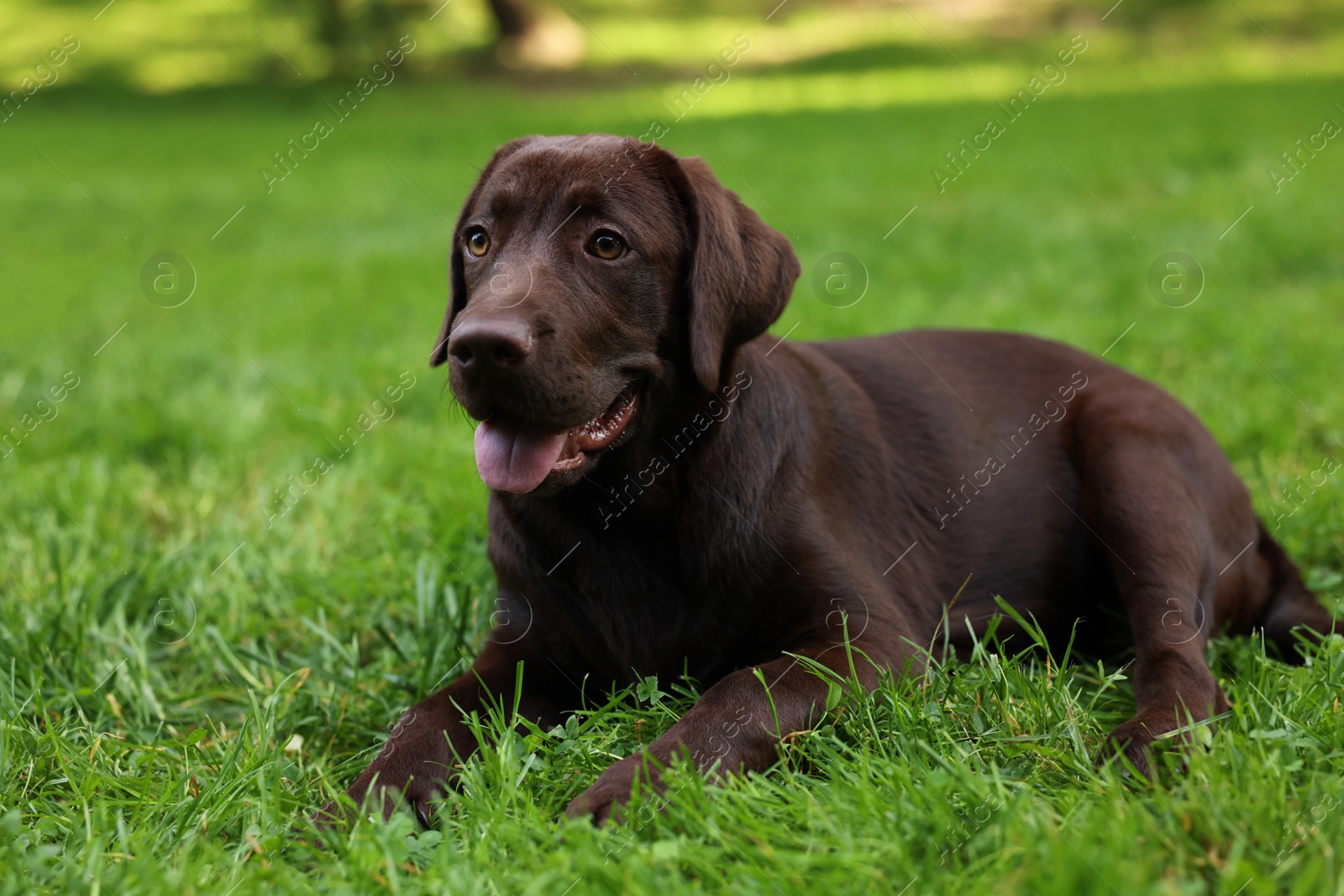 Photo of Adorable Labrador Retriever dog lying on green grass in park