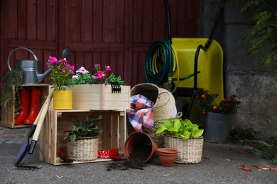 Photo of Beautiful plants and different gardening tools outdoors