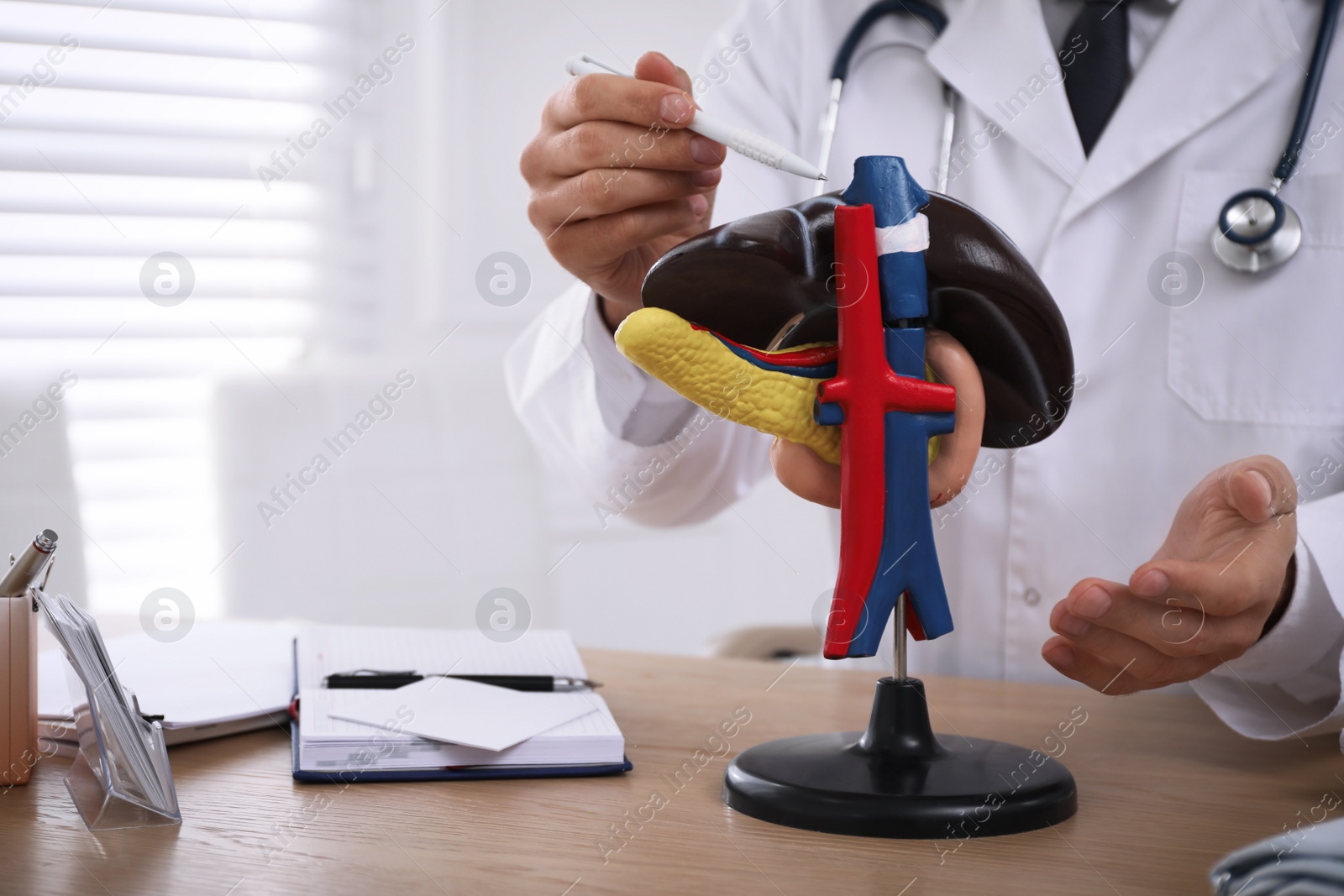 Photo of Doctor demonstrating model of liver at table in clinic, closeup