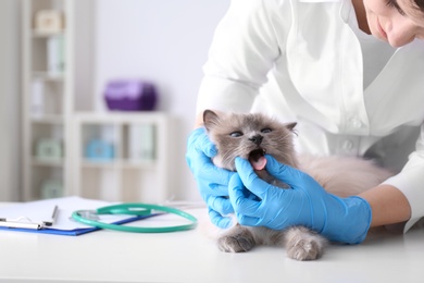 Young veterinarian examining cat in clinic