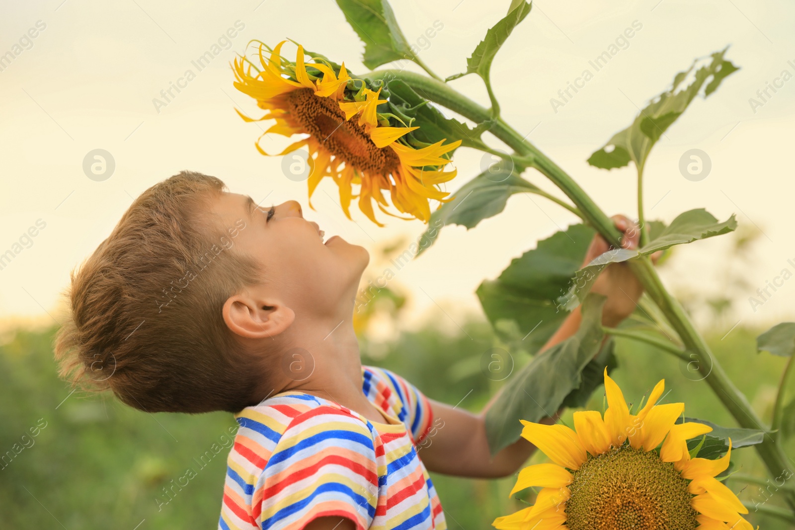 Photo of Cute little boy with blooming sunflower in field. Child spending time in nature