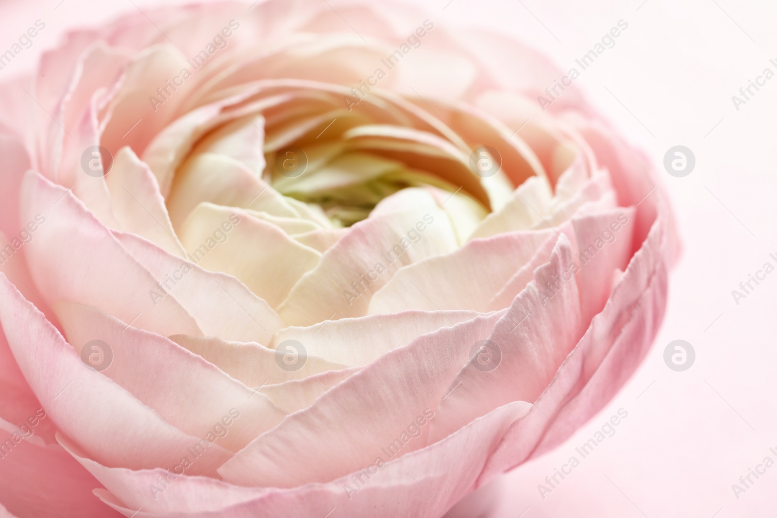 Photo of Beautiful ranunculus flower on color background, closeup