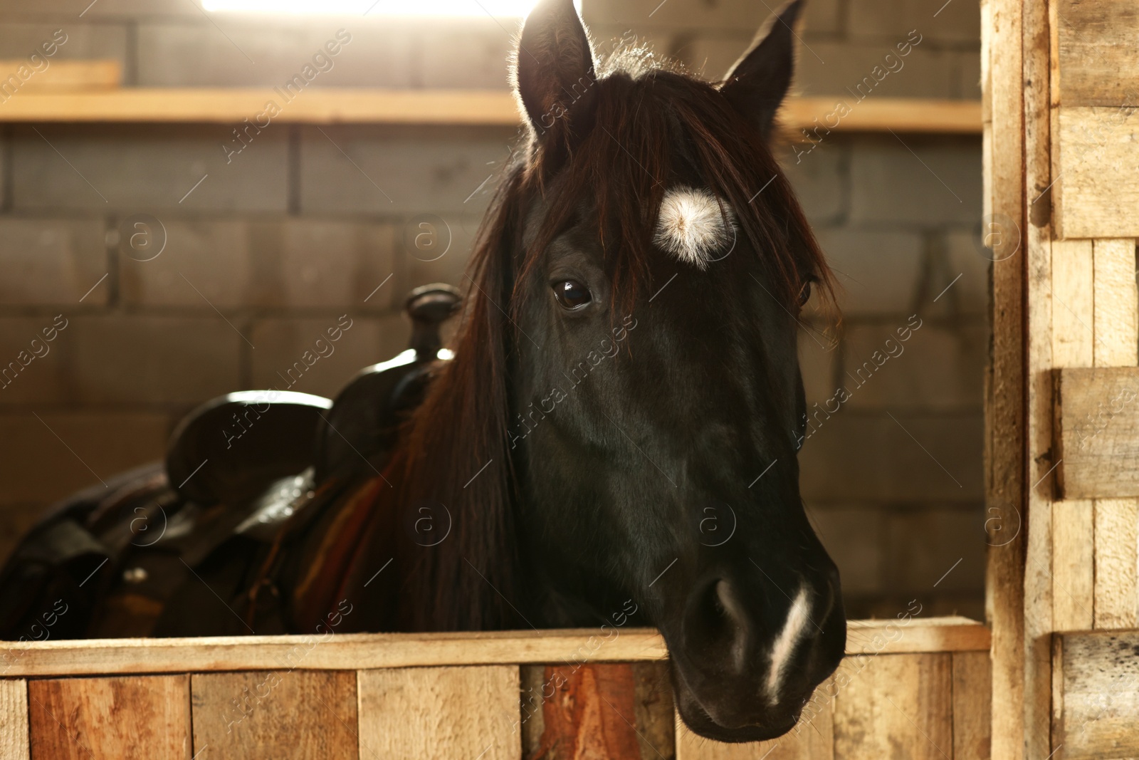 Photo of Adorable black horse in wooden stable. Lovely domesticated pet
