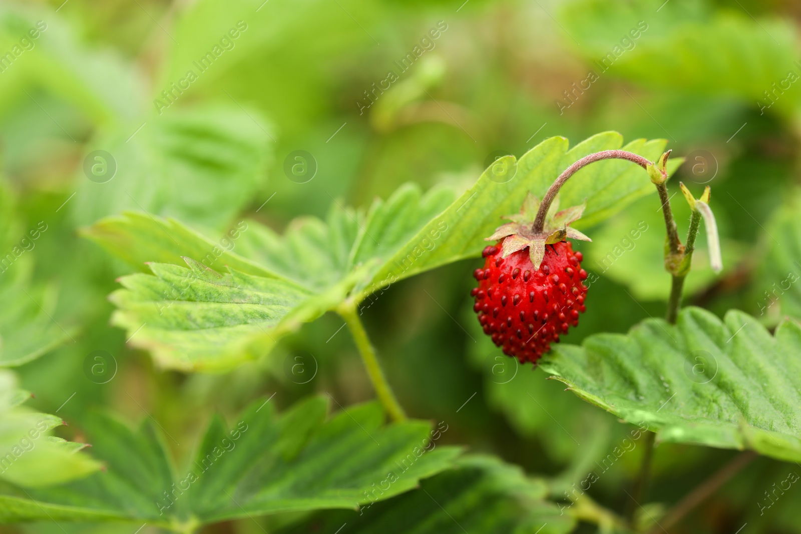 Photo of Ripe wild strawberry growing outdoors, space for text. Seasonal berries