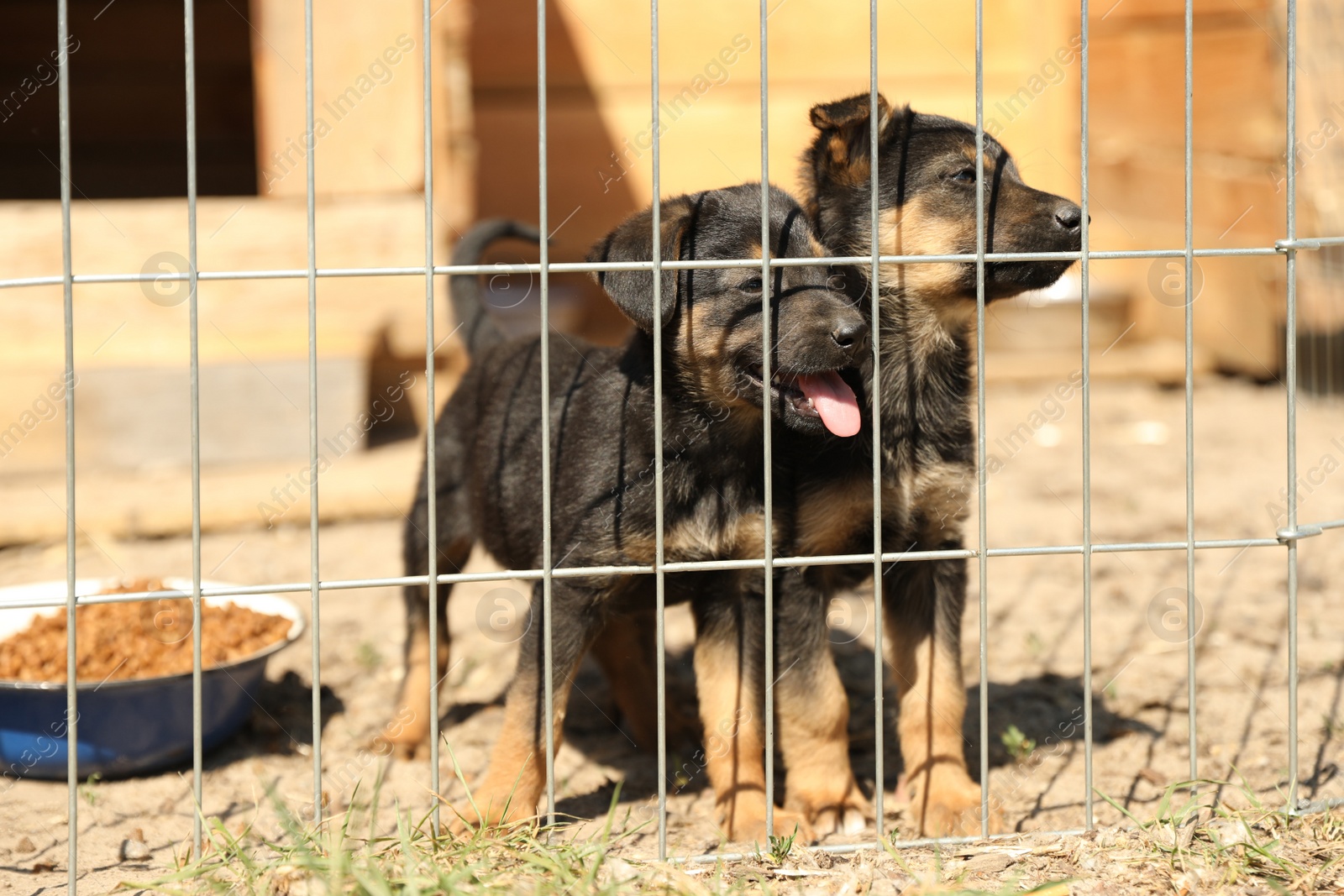 Photo of Cage with homeless dogs in animal shelter. Concept of volunteering