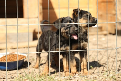 Cage with homeless dogs in animal shelter. Concept of volunteering