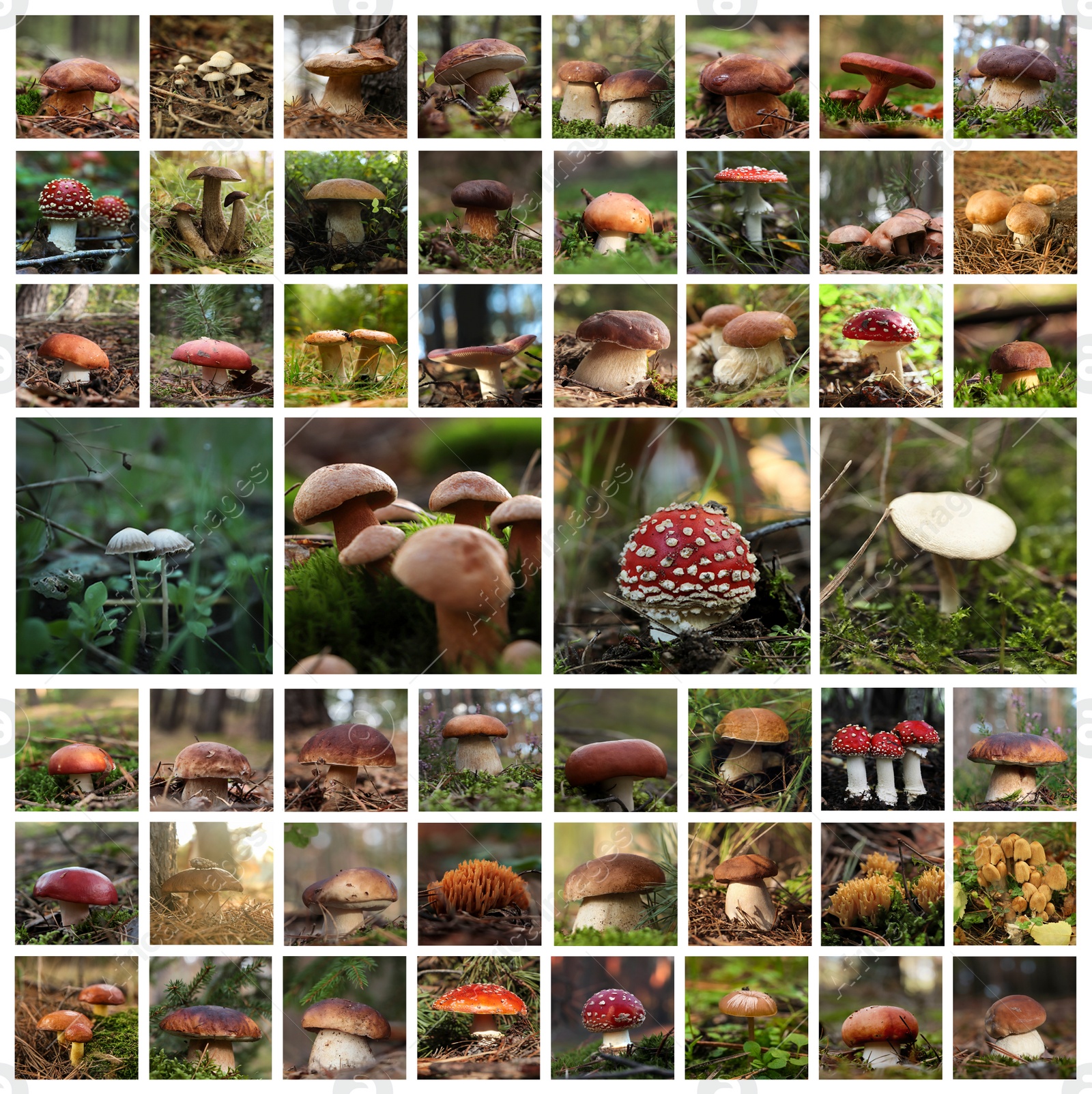 Image of Collage with photos of different wild mushrooms in forest