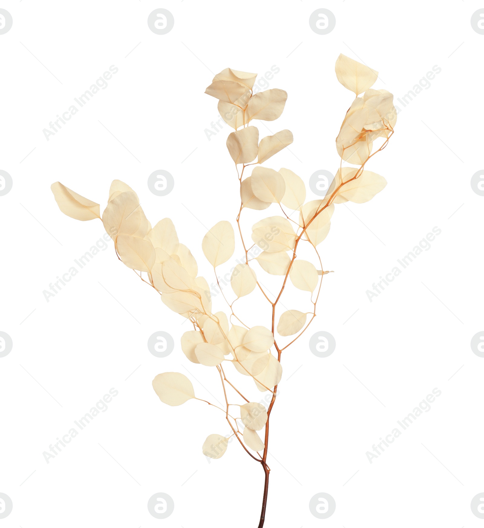 Photo of Beautiful eucalyptus branch with dried leaves on white background