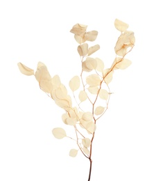 Photo of Beautiful eucalyptus branch with dried leaves on white background