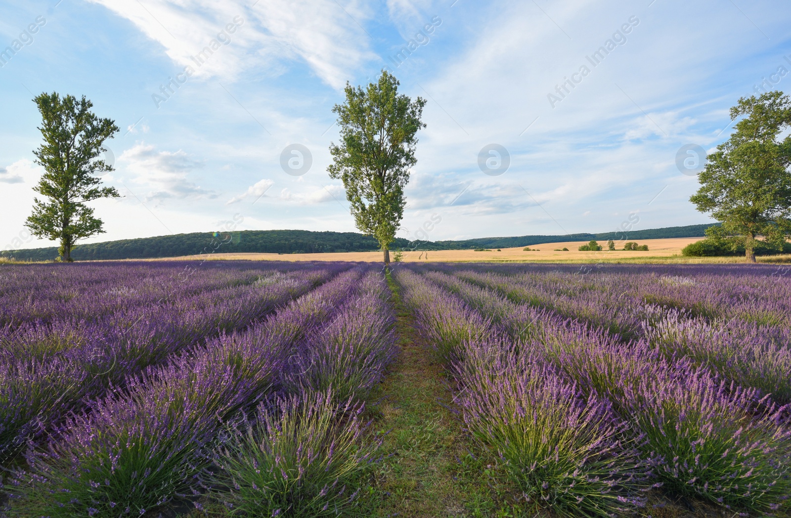 Photo of Picturesque view of beautiful blooming lavender field