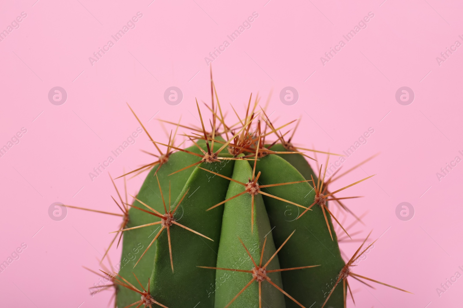 Photo of Beautiful green cactus on pink background, closeup. Tropical plant