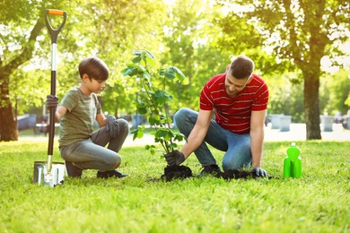 Dad and son planting tree together in park on sunny day