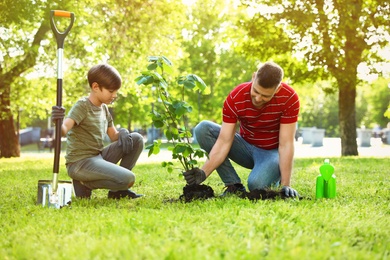 Photo of Dad and son planting tree together in park on sunny day