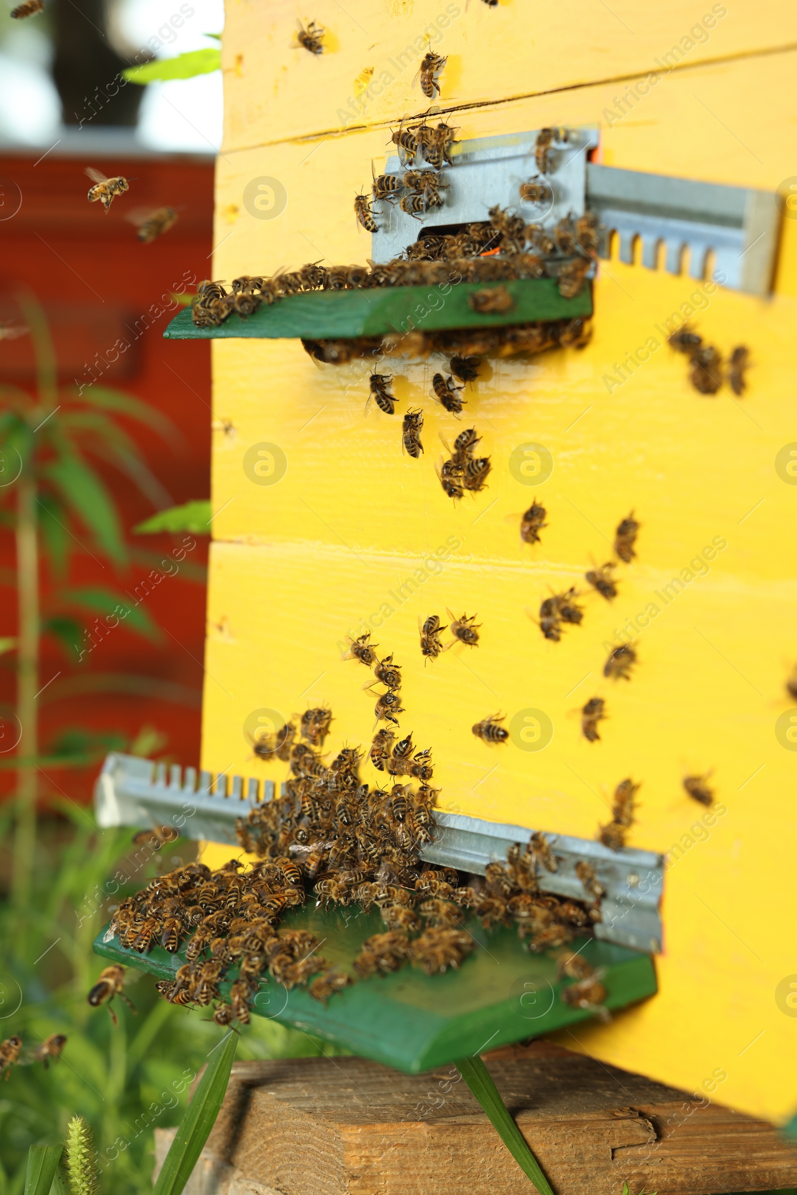 Photo of Closeup view of wooden hive with honey bees on sunny day