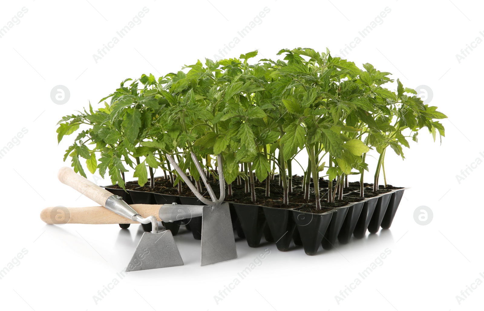 Photo of Gardening tools and green tomato plants in seedling tray isolated on white