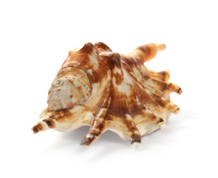 Photo of Beautiful exotic sea shell isolated on white