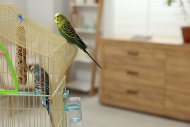 Photo of Adorable pets. Beautiful parrots at home, space for text