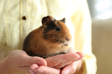 Photo of Woman holding cute small guinea pig indoors, closeup