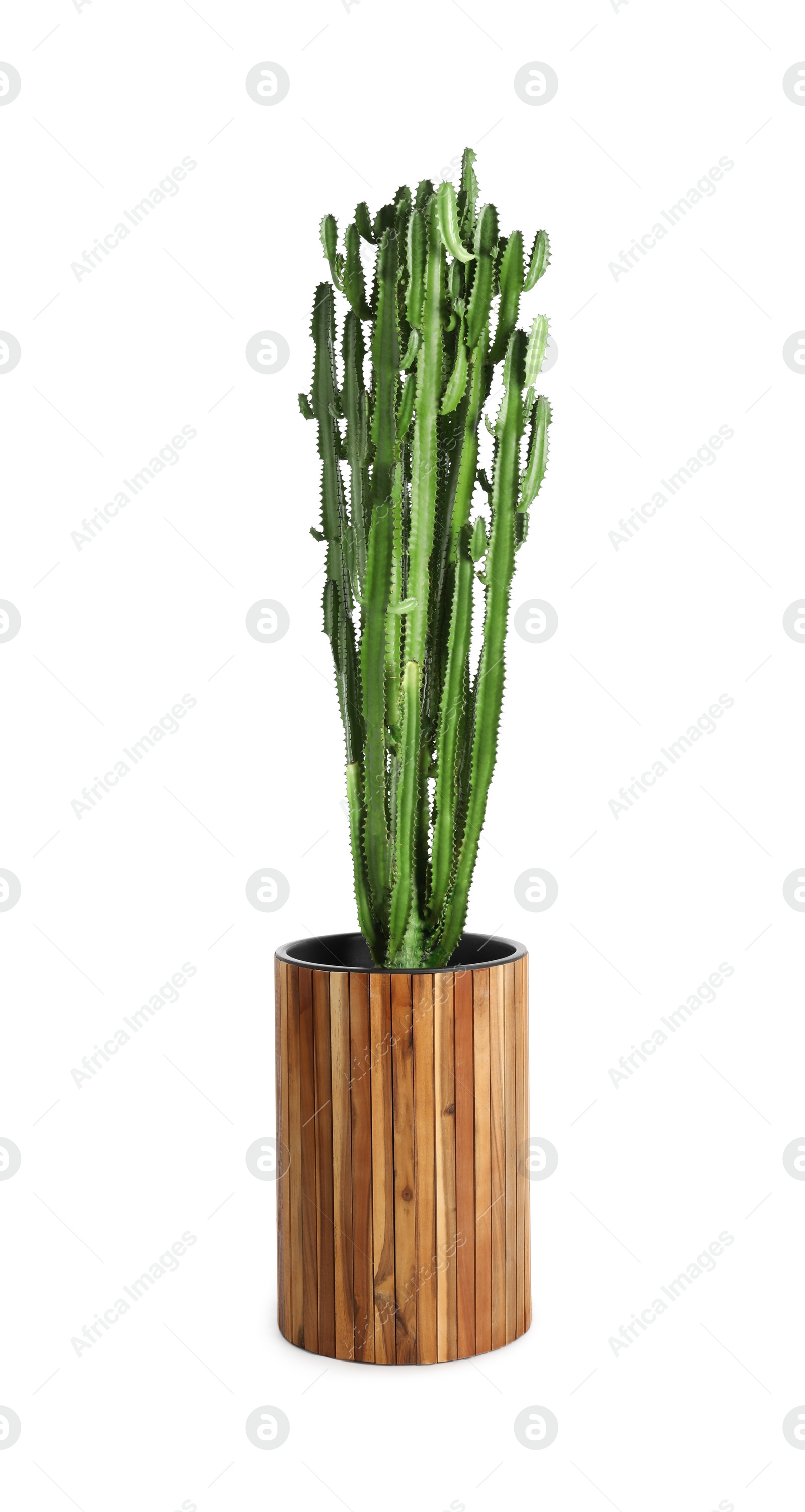 Photo of Beautiful cactus on white background. Tropical plant