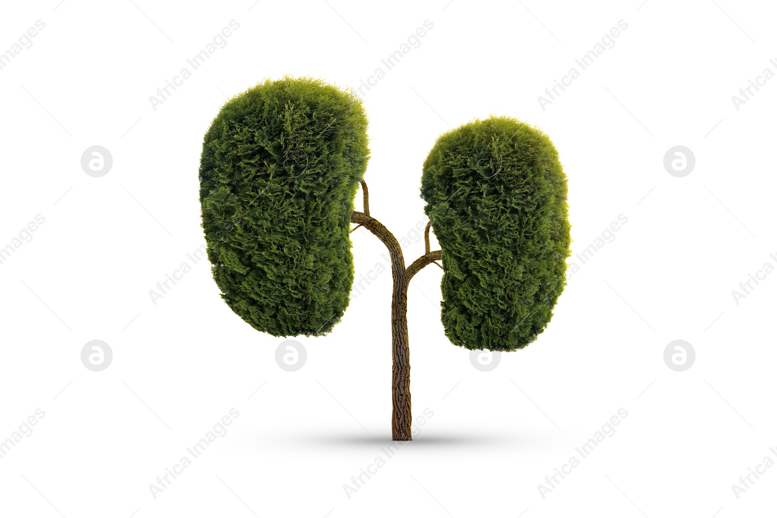 Image of Human kidneys model made of trees with green leaves on white background. Health care concept