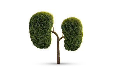 Human kidneys model made of trees with green leaves on white background. Health care concept