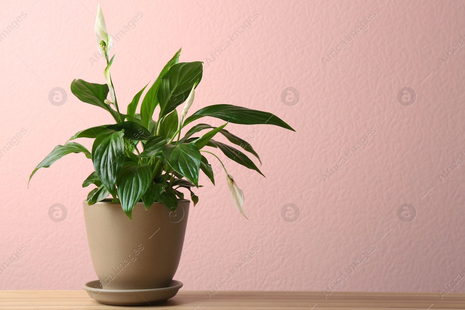 Photo of Pot with peace lily on table against color wall. Space for text