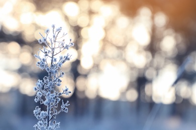 Photo of Dry plant covered with hoarfrost outdoors on winter morning, closeup. Space for text