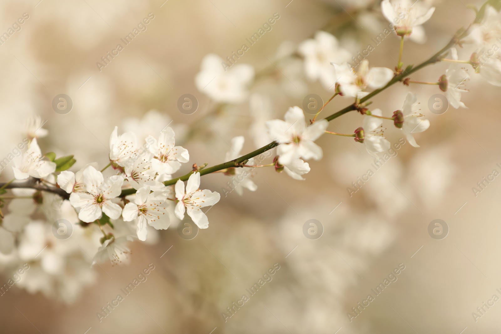 Photo of Closeup view of blossoming tree outdoors on spring day