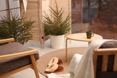 Photo of Small potted fir trees in light room. Interior design