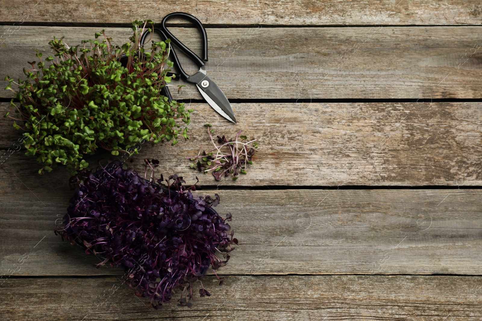 Photo of Fresh radish microgreens and scissors on wooden table, flat lay. Space for text