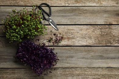 Photo of Fresh radish microgreens and scissors on wooden table, flat lay. Space for text