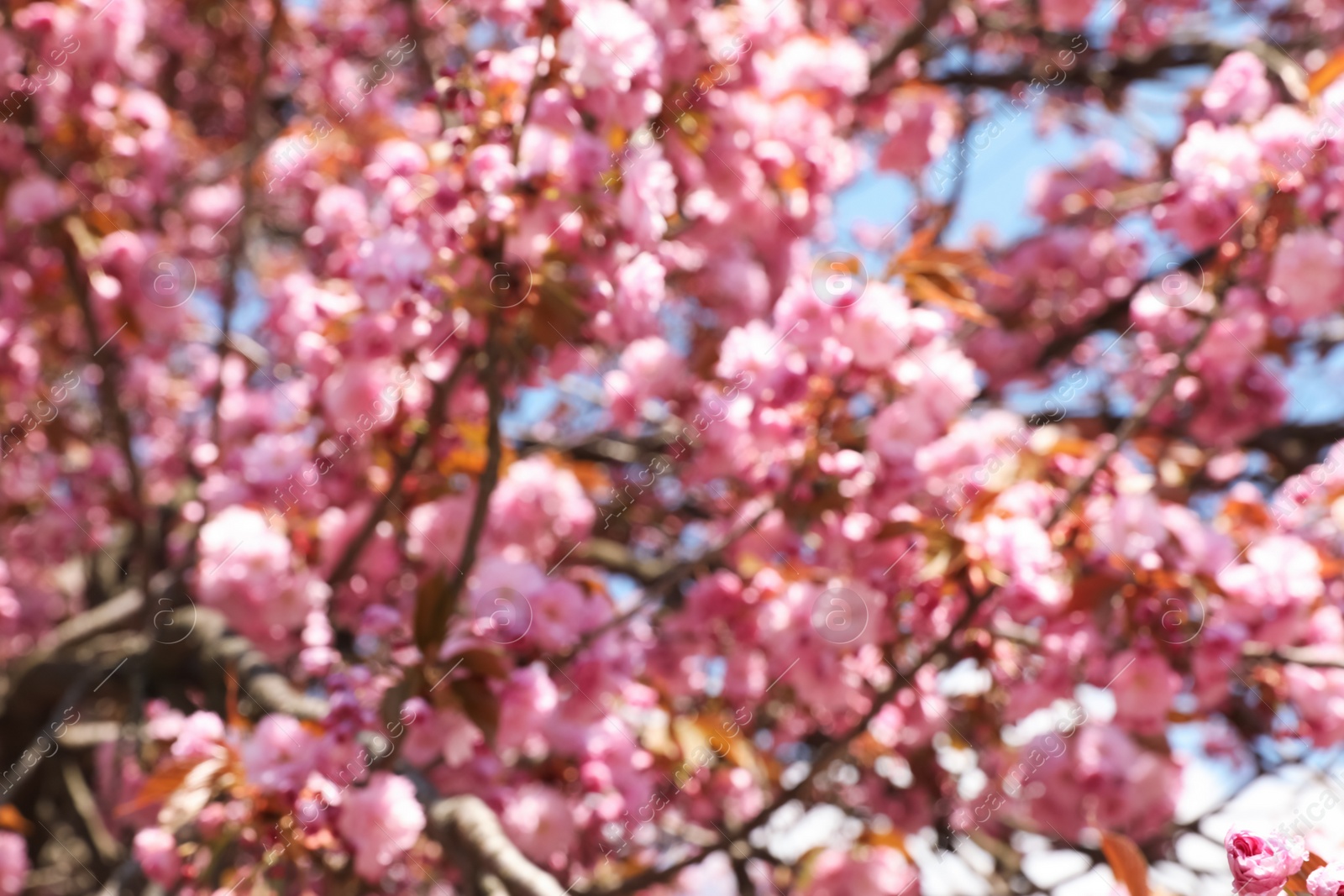 Photo of Blurred view of beautiful blossoming sakura tree outdoors. Bokeh effect