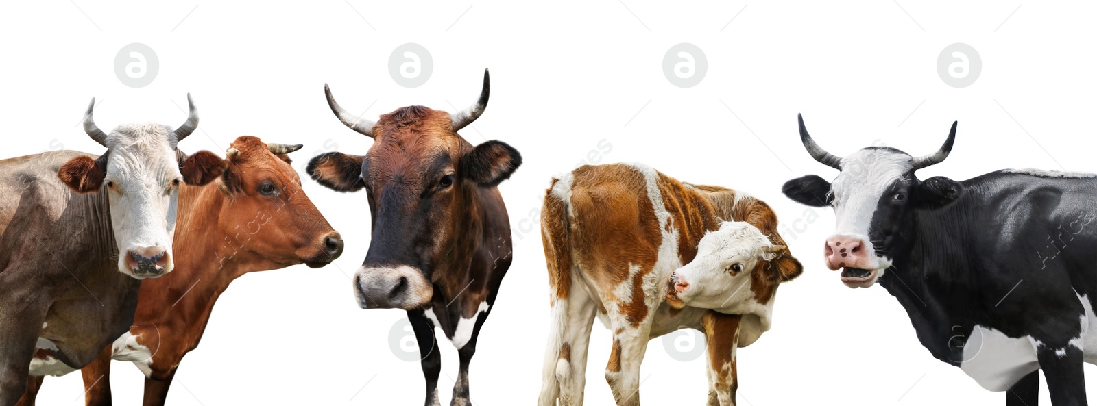 Image of Collage of cows on white background, banner design. Animal husbandry