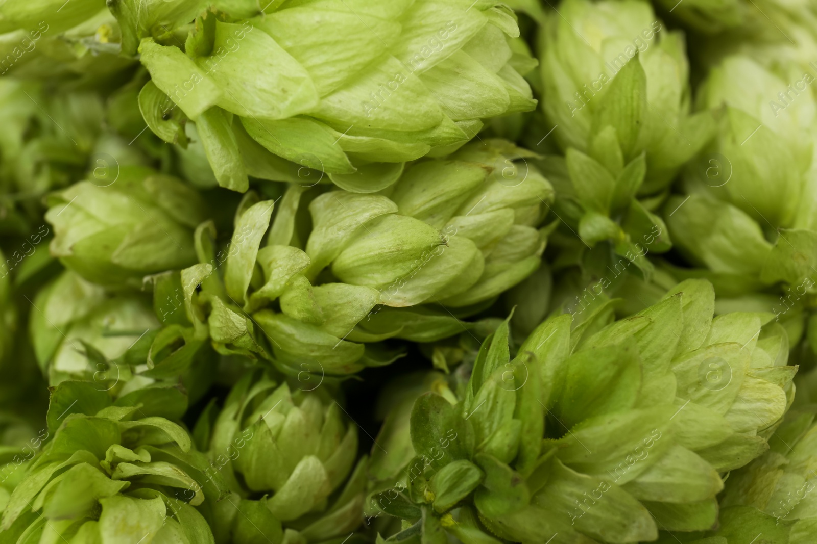 Photo of Fresh green hops as background, top view