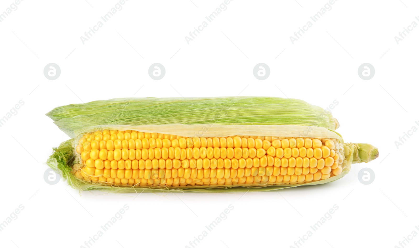 Photo of Ripe raw corn cobs with husk on white background